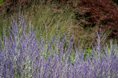 Parlak gün ışığında açan Rus adaçayı (Perovskia atriplicifolia)