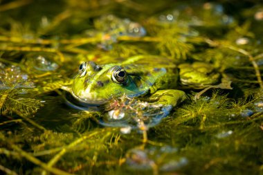 Rana esculenta. Gölette güneşlenen su kurbağası.