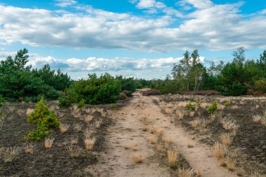 Almanya 'nın Brandenburg kentinde çiçek açan fundalıklarla yaz sonlarında Jueterbog askeri eğitim alanına giden yol