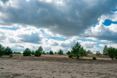 Brandenburg, Almanya 'da çiçek açan fundalık bitkileriyle yaz sonlarında eski askeri eğitim bölgesi Jueterbog