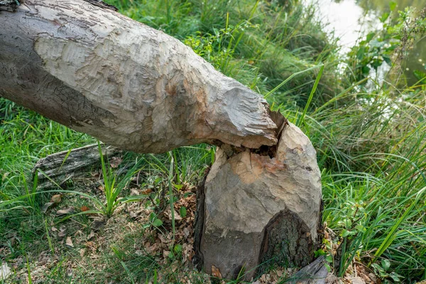 Beaver Kousat Značky Nasekané Strom Německé Řece Dahme Braniborsku — Stock fotografie
