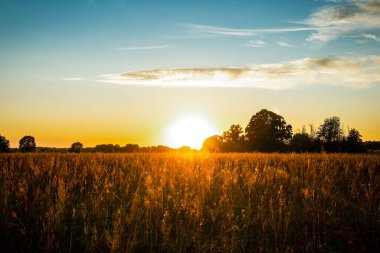 Günbatımı Semlin, Havelaue, Brandenburg 'da bir sonbahar akşamında altın bir tarla hakkında