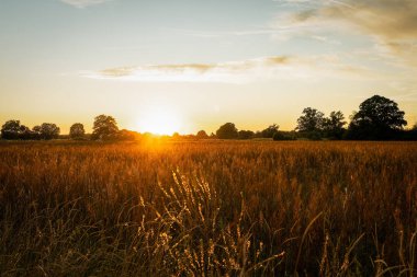 Günbatımı Semlin, Havelaue, Brandenburg 'da bir sonbahar akşamında altın bir tarla hakkında