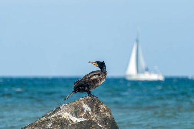 Close up of a cormorant bird at the seaside of the german baltic sea island Ruegen clipart