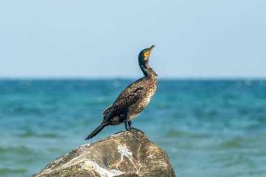 Alman Baltık Deniz Adası Ruegen 'in sahil kıyısındaki karabatak kuşuna yaklaş.