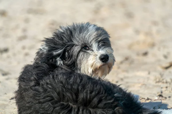 Cão Fofo Preto Branco Praia Descansando — Fotografia de Stock