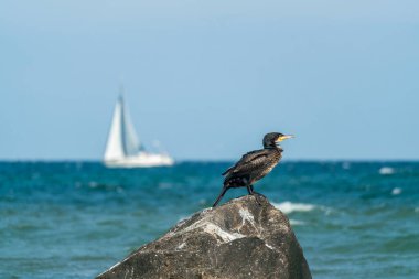 Alman Baltık Deniz Adası Ruegen 'in sahil kıyısındaki karabatak kuşuna yaklaş.