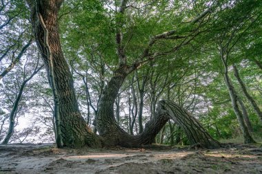 Almanya 'nın Ruegen adasında eğri büğrü bir ağaç Nonnevitz yakınlarındaki büyülü peri ormanında