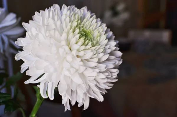 Beautiful White Chrysanthemum ball on Black Background — Stock Photo, Image