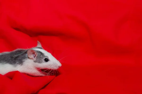 Симпатичні білі щури на червоному тлі з копіюванням простору, Різдвяна миша. Символ нового року 2020 в китайському календарі. — стокове фото
