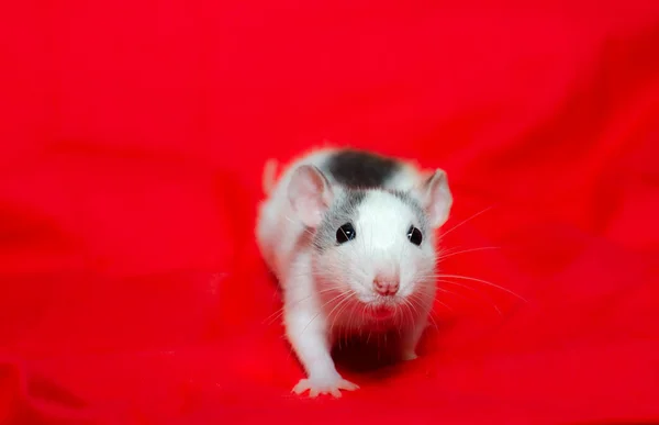 Petit rat sur le fond rouge avec espace de copie, la souris de Noël. Symbole de la nouvelle année 2020 dans le calendrier chinois . — Photo