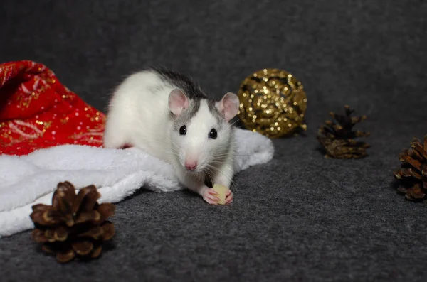Новорічна концепція. Милий білий домашній щур в новорічному декорі на темному тлі. Символ року 2020 — стокове фото
