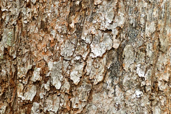 거친건 조 한 나무 껍질의 텍스처 복사 공간 — 스톡 사진