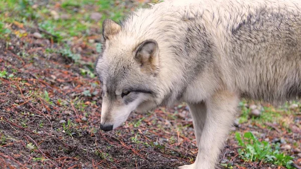 Schöner Grauer Wolf Freier Wildbahn — Stockfoto