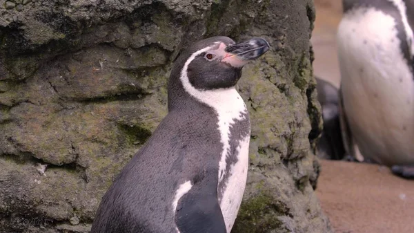 Penguin in a zoo amid stony landscape