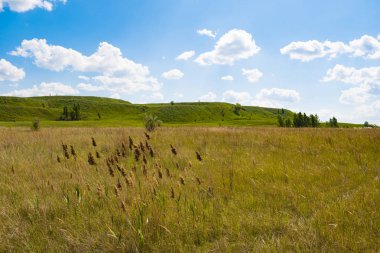 Yaz aylarında Güney Ural güzel manzara, Rusya