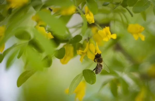 Gelbe Akazie Caragana Arborescens Blüht Biene Extrahiert Nektar — Stockfoto