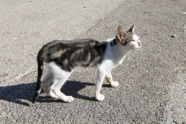 Biraz hasta Endülüs Cats