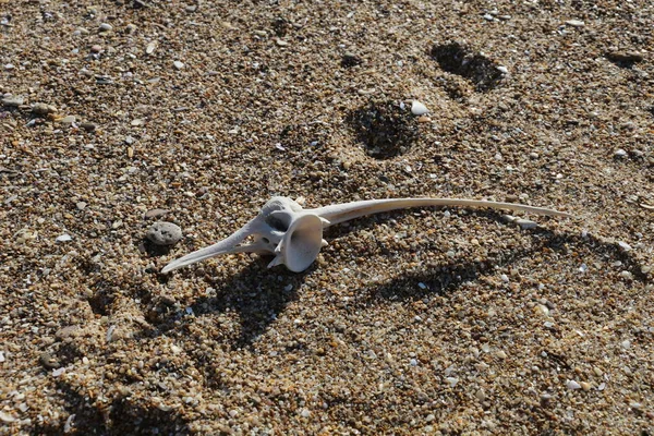 Alcune Vertebre Dorsali Bonito — Foto Stock