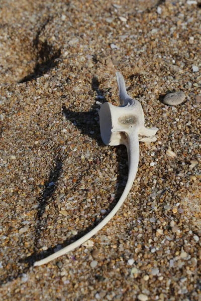 Bonito Dorsal Vertebra — Fotografia de Stock