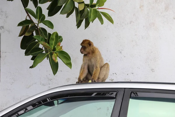 Península Gibraltar Andaluzia — Fotografia de Stock