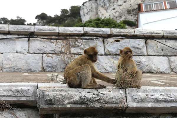 Gibraltári Félsziget Andalúziában — Stock Fotó