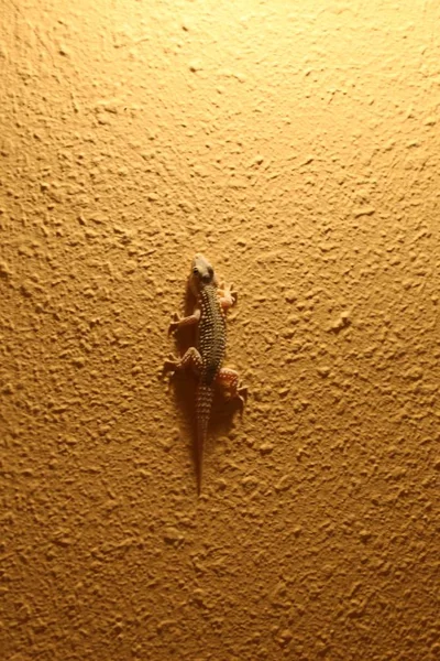 Gecko Andaluz Tarentola Mauritanica — Fotografia de Stock