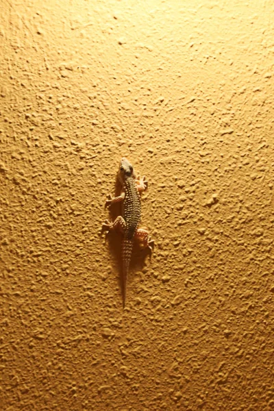 Gecko Andaluz Tarentola Mauritanica — Fotografia de Stock