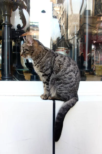 Die Katzen Von Istanbul — Stockfoto