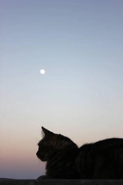 猫在普拉亚德尔英格尔斯 — 图库照片