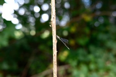 Bir dalda oturan küçük zümrüt böceğine virüs bulaştırır.