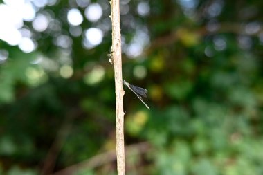 Bir dalda oturan küçük zümrüt böceğine virüs bulaştırır.