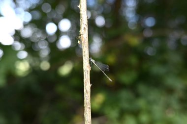 Bir dalda oturan küçük zümrüt böceğine virüs bulaştırır.