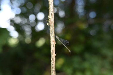 Bir dalda oturan küçük zümrüt böceğine virüs bulaştırır.