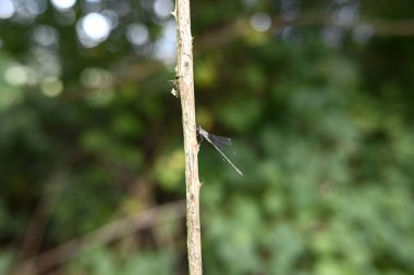 Bir dalda oturan küçük zümrüt böceğine virüs bulaştırır.