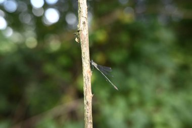Bir dalda oturan küçük zümrüt böceğine virüs bulaştırır.