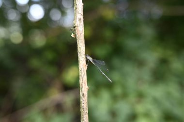 Bir dalda oturan küçük zümrüt böceğine virüs bulaştırır.
