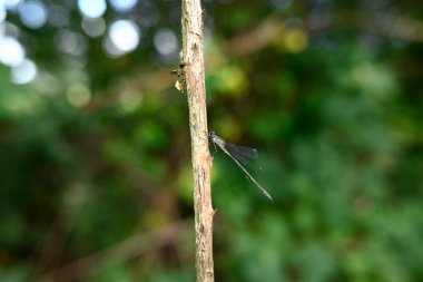 Bir dalda oturan küçük zümrüt böceğine virüs bulaştırır.