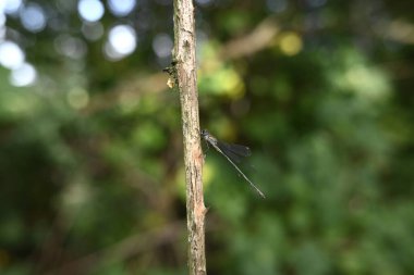 Bir dalda oturan küçük zümrüt böceğine virüs bulaştırır.