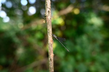 Bir dalda oturan küçük zümrüt böceğine virüs bulaştırır.