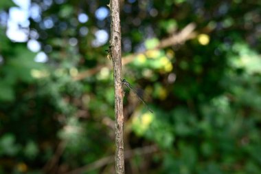 Bir dalda oturan küçük zümrüt böceğine virüs bulaştırır.