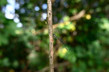 Bir dalda oturan küçük zümrüt böceğine virüs bulaştırır.