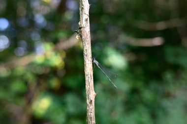 Bir dalda oturan küçük zümrüt böceğine virüs bulaştırır.