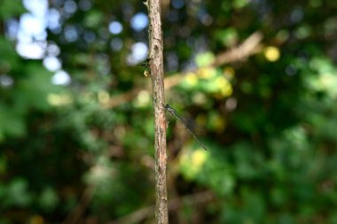 Bir dalda oturan küçük zümrüt böceğine virüs bulaştırır.