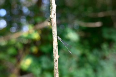 Bir dalda oturan küçük zümrüt böceğine virüs bulaştırır.