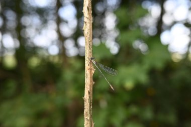 Bir dalda oturan küçük zümrüt böceğine virüs bulaştırır.