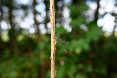 Bir dalda oturan küçük zümrüt böceğine virüs bulaştırır.