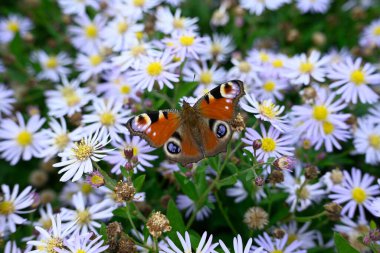 Aglais Io Bremerhaven 'da papatyalarda oturuyor.