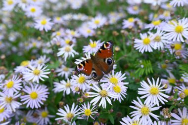 Aglais Io Bremerhaven 'da papatyalarda oturuyor.