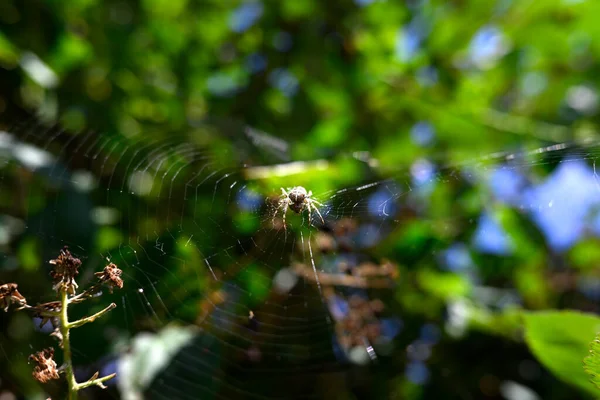 Haç Araneus diadematus ya da av avcısı